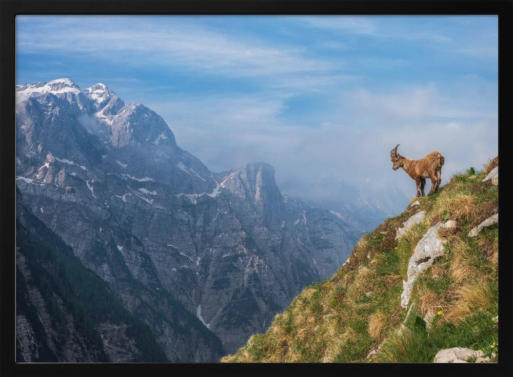 Alpensteinbock im Gebirge | Poster