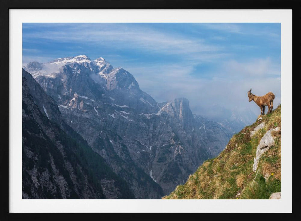 Alpensteinbock im Gebirge | Poster