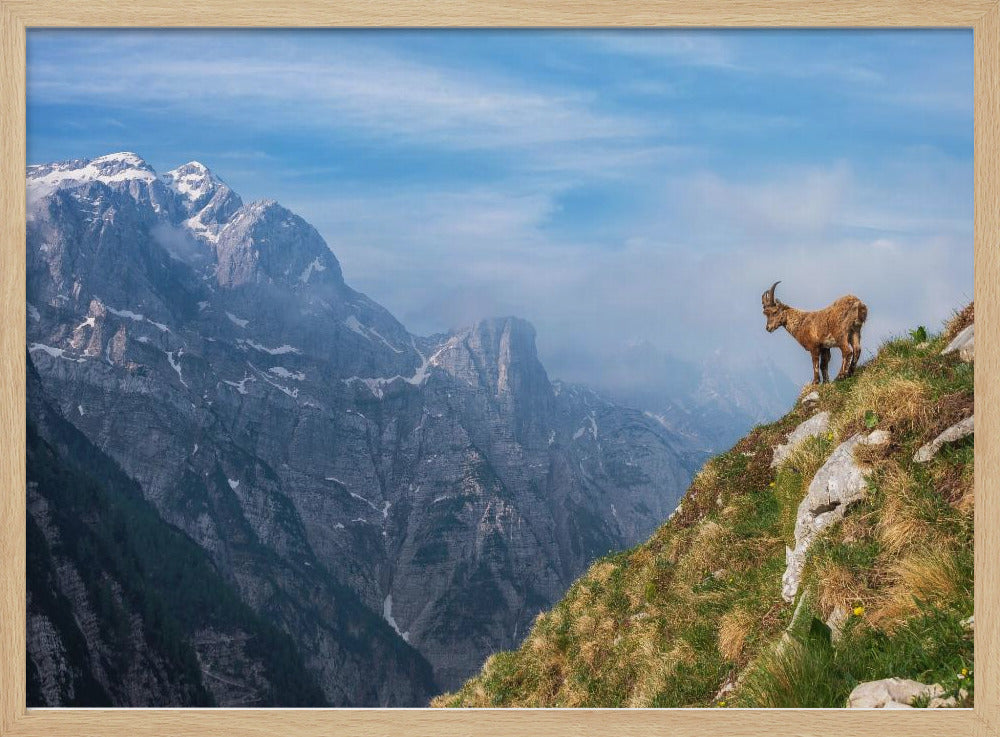 Alpensteinbock im Gebirge | Poster
