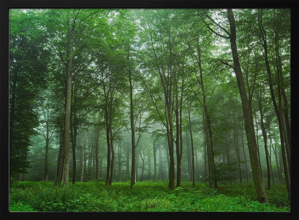 Waldblick | Poster