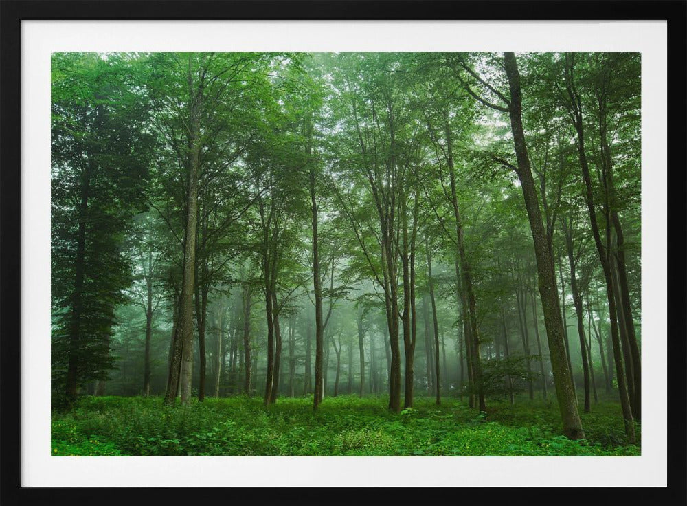 Waldblick | Poster