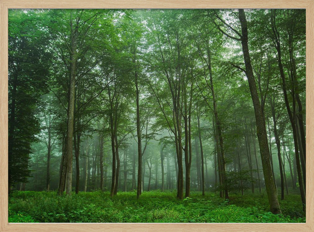 Waldblick | Poster