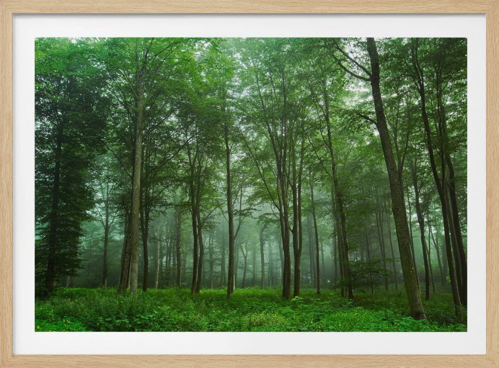 Waldblick | Poster