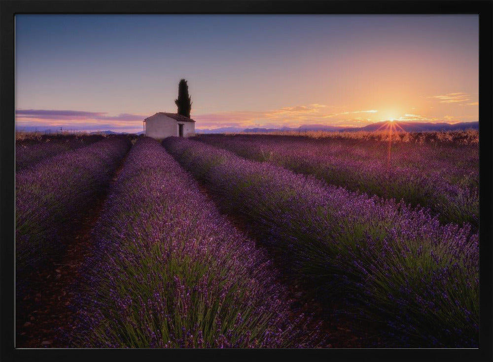 Lavendel aus der Provence | Poster