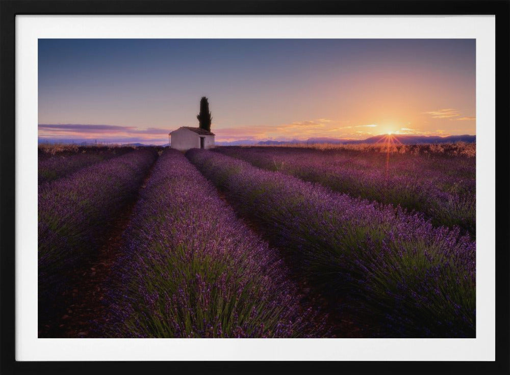 Lavendel aus der Provence | Poster