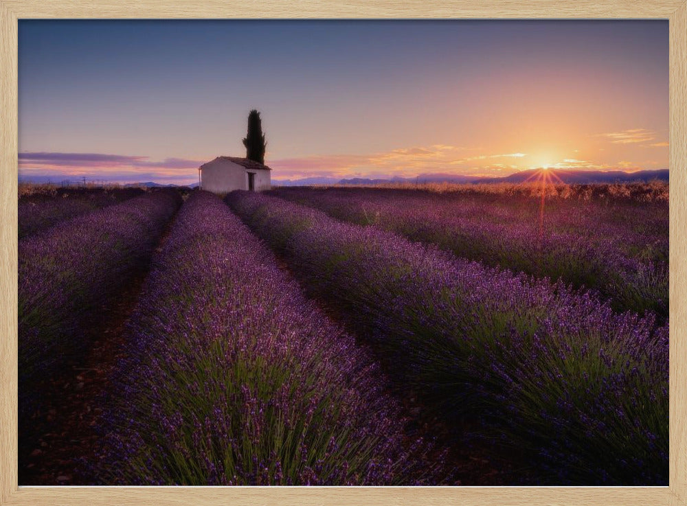 Lavendel aus der Provence | Poster