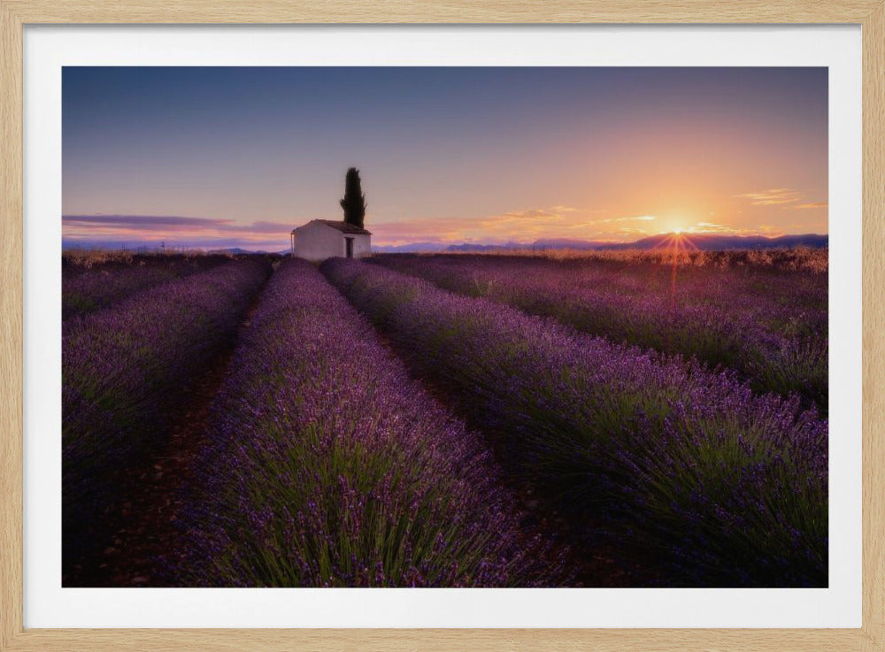 Lavendel aus der Provence | Poster