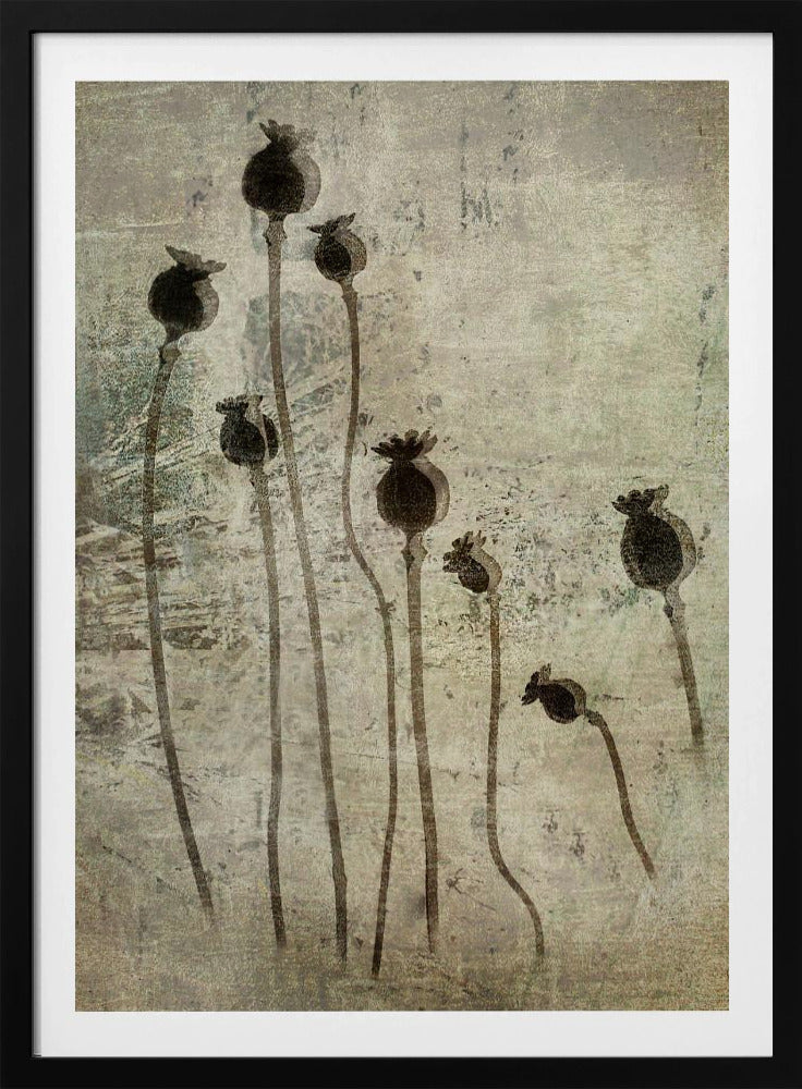 Poppy seedlings | Poster