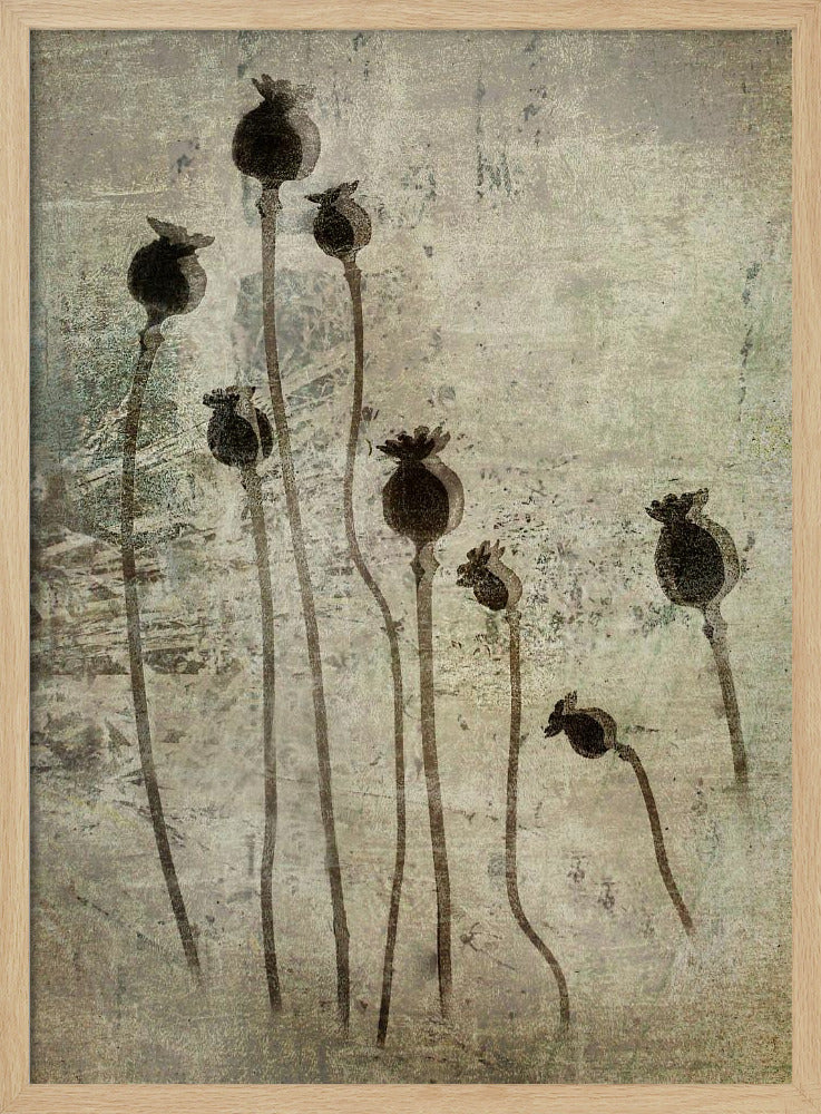 Mohnsetzlinge | Poster