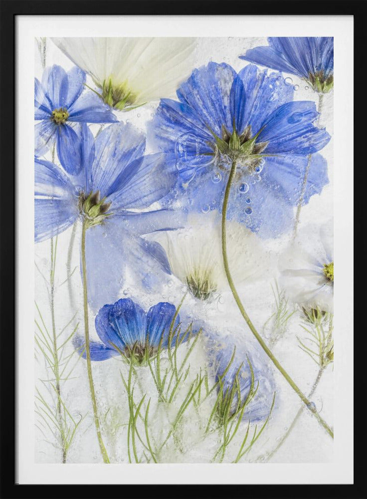 Kosmosblau | Poster