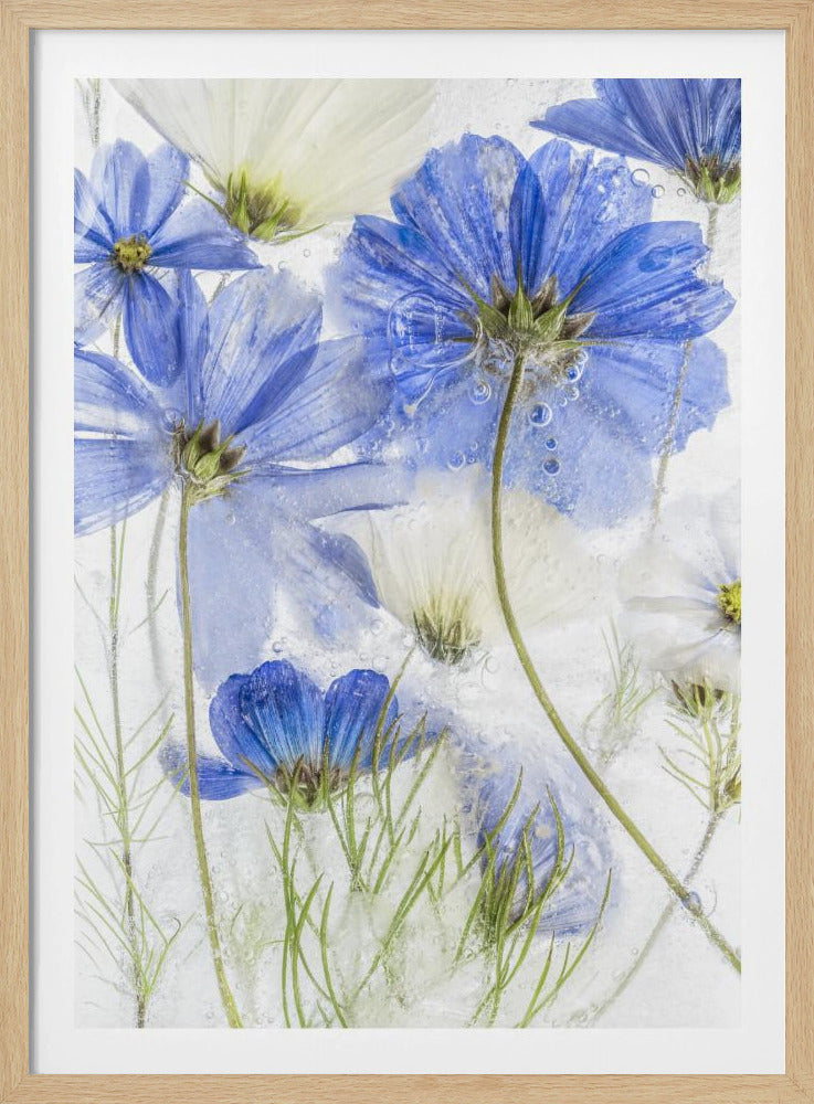 Kosmosblau | Poster