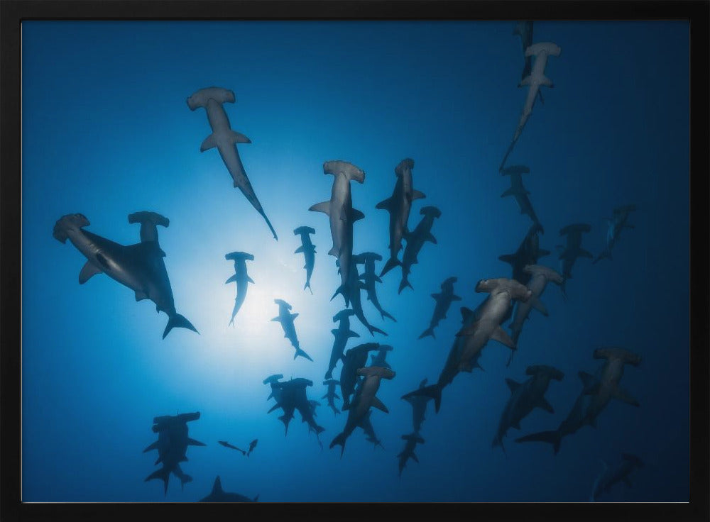 Hammerhai – Unterwasserfotografie | Poster