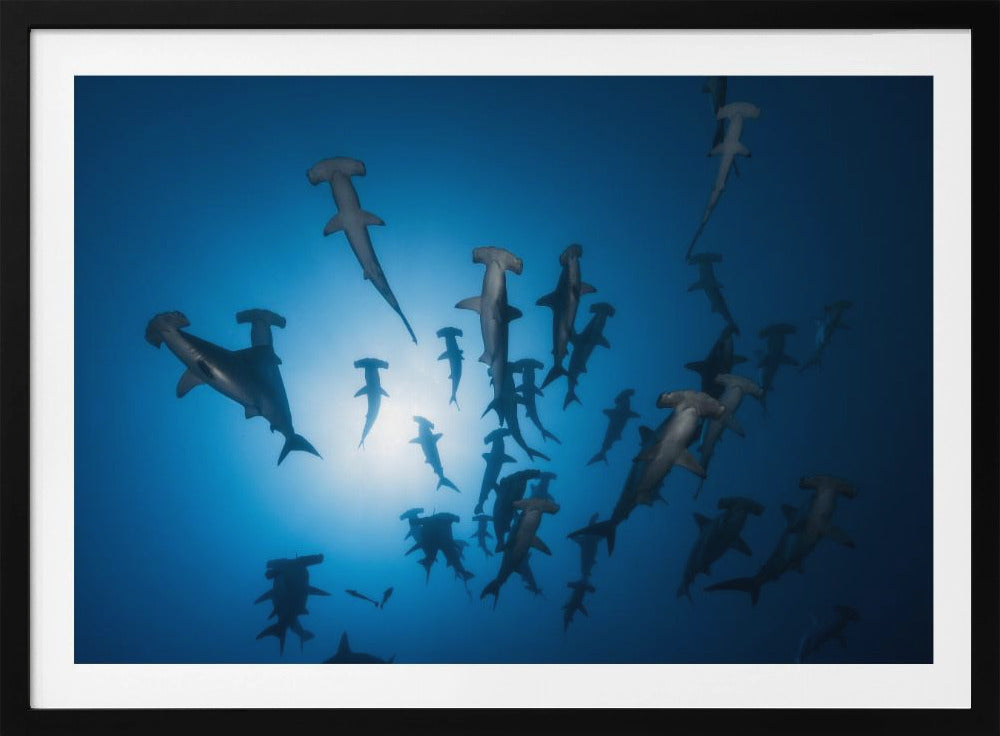 Hammerhai – Unterwasserfotografie | Poster
