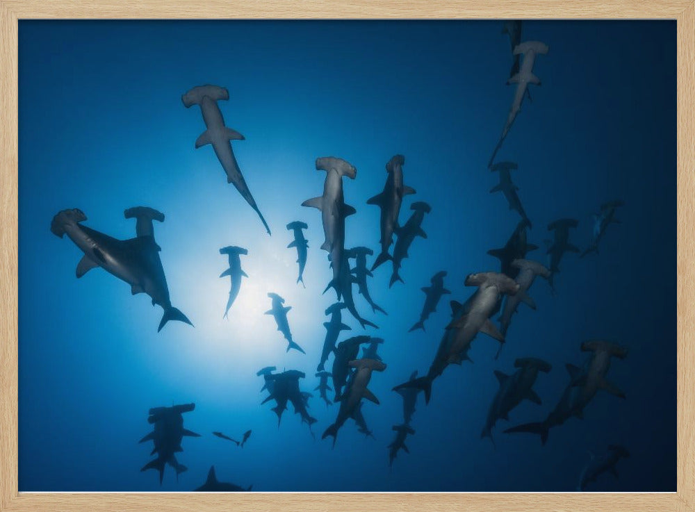 Hammerhai – Unterwasserfotografie | Poster