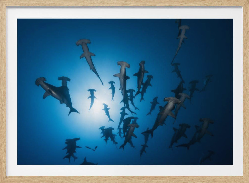 Hammerhai – Unterwasserfotografie | Poster