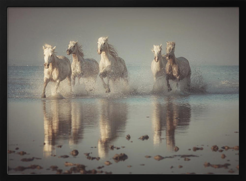 Camargue Horses | Poster