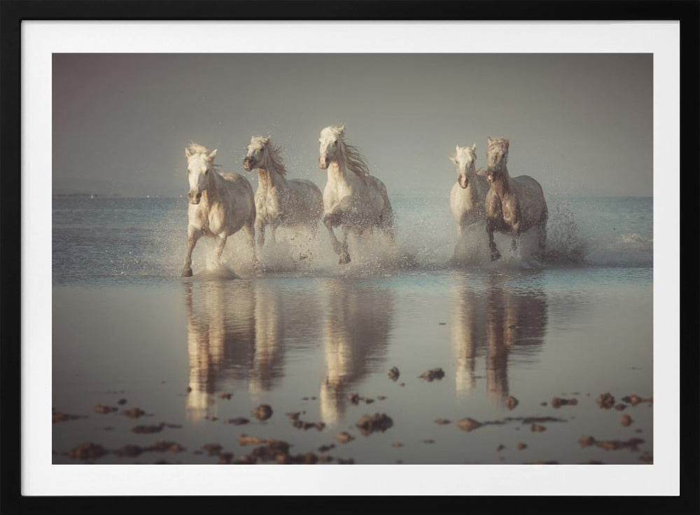 Camargue Horses | Poster