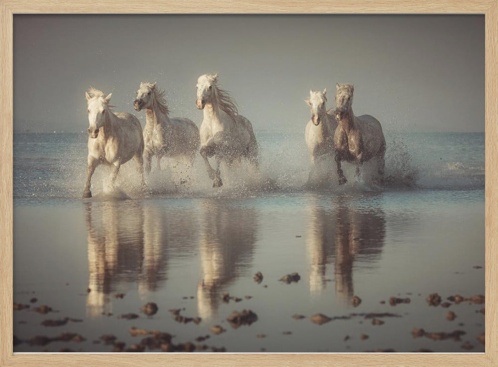 Camargue Horses | Poster