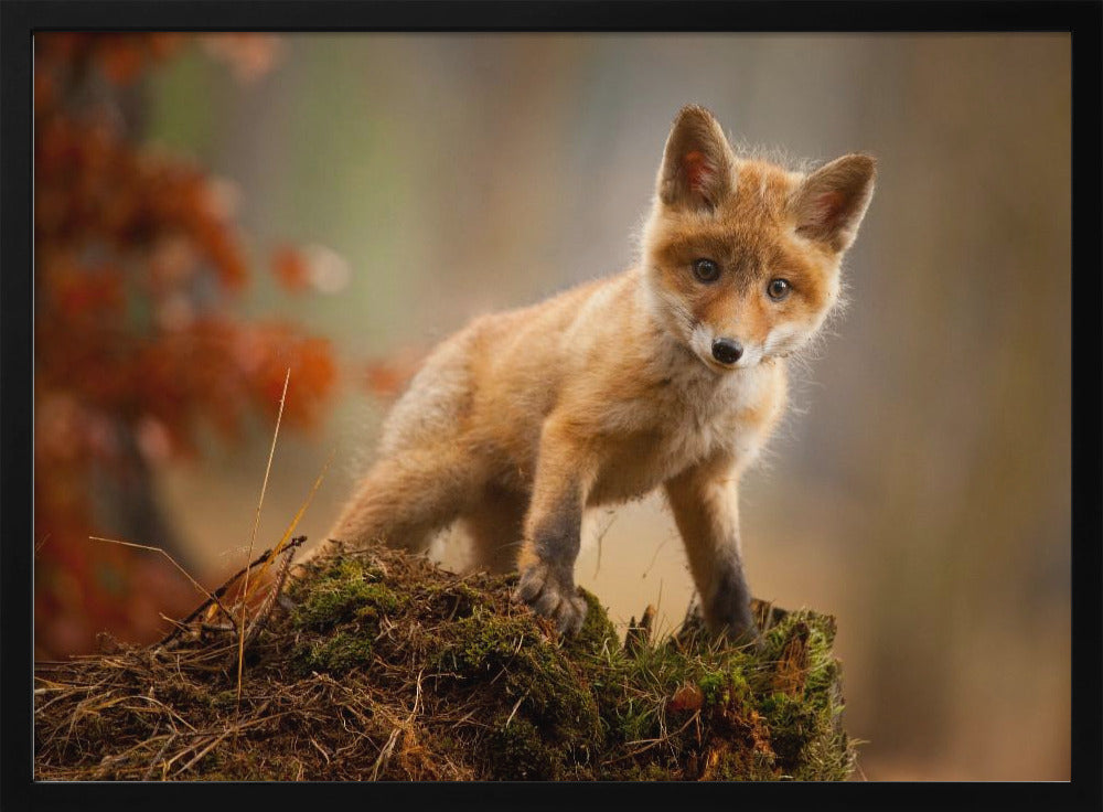Fuchs | Poster