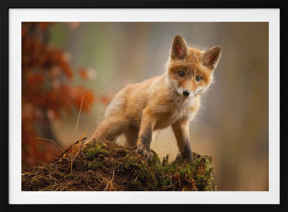 Fuchs | Poster