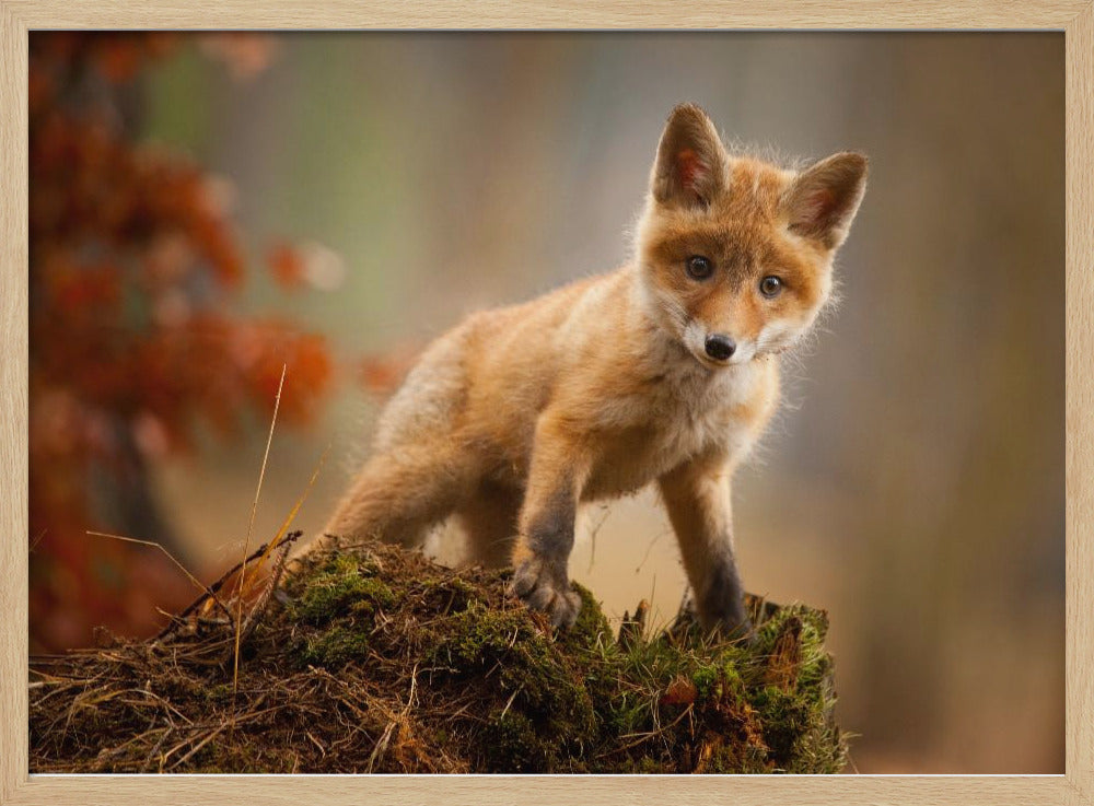 Fuchs | Poster