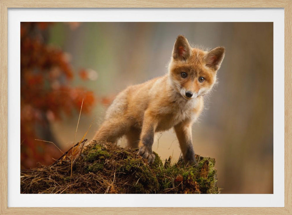 Fuchs | Poster