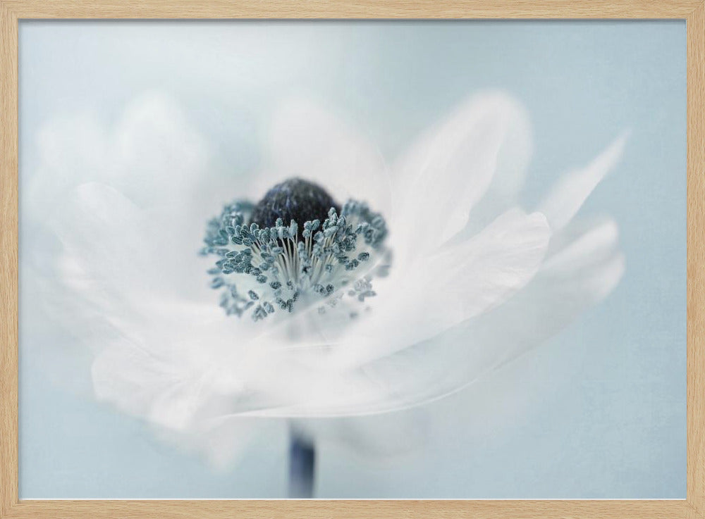 Zuckerwatte | Poster