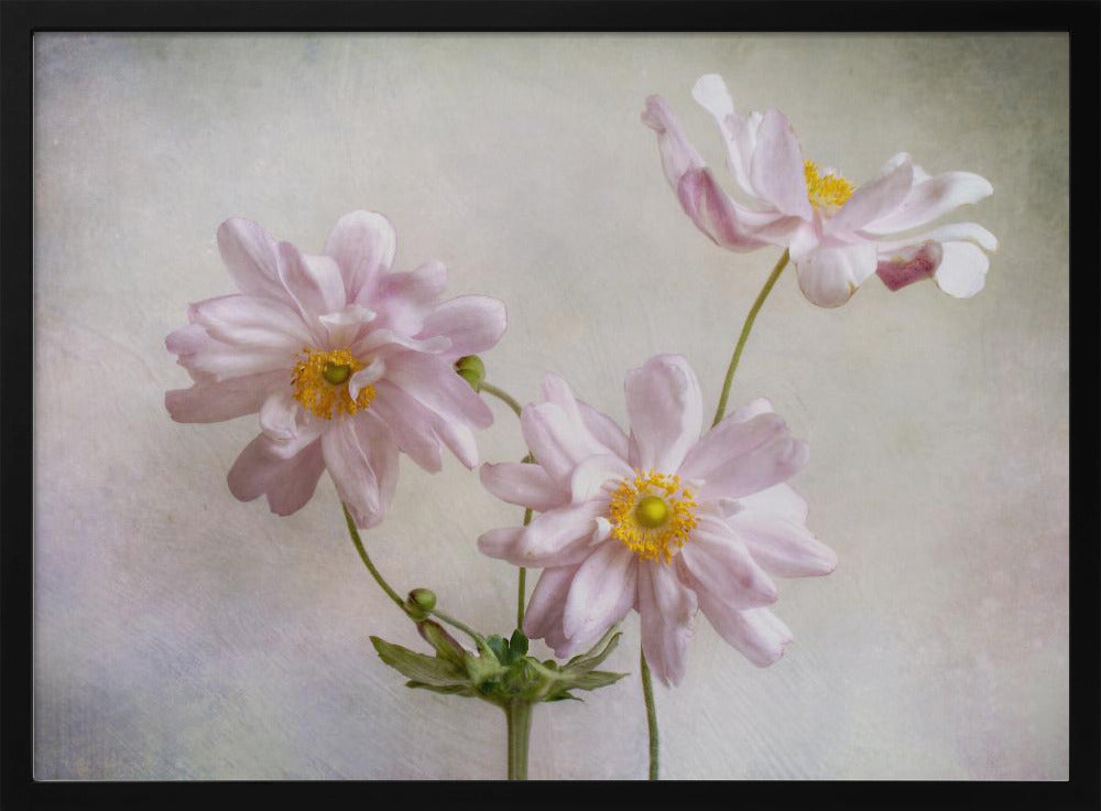 Anemonen | Poster