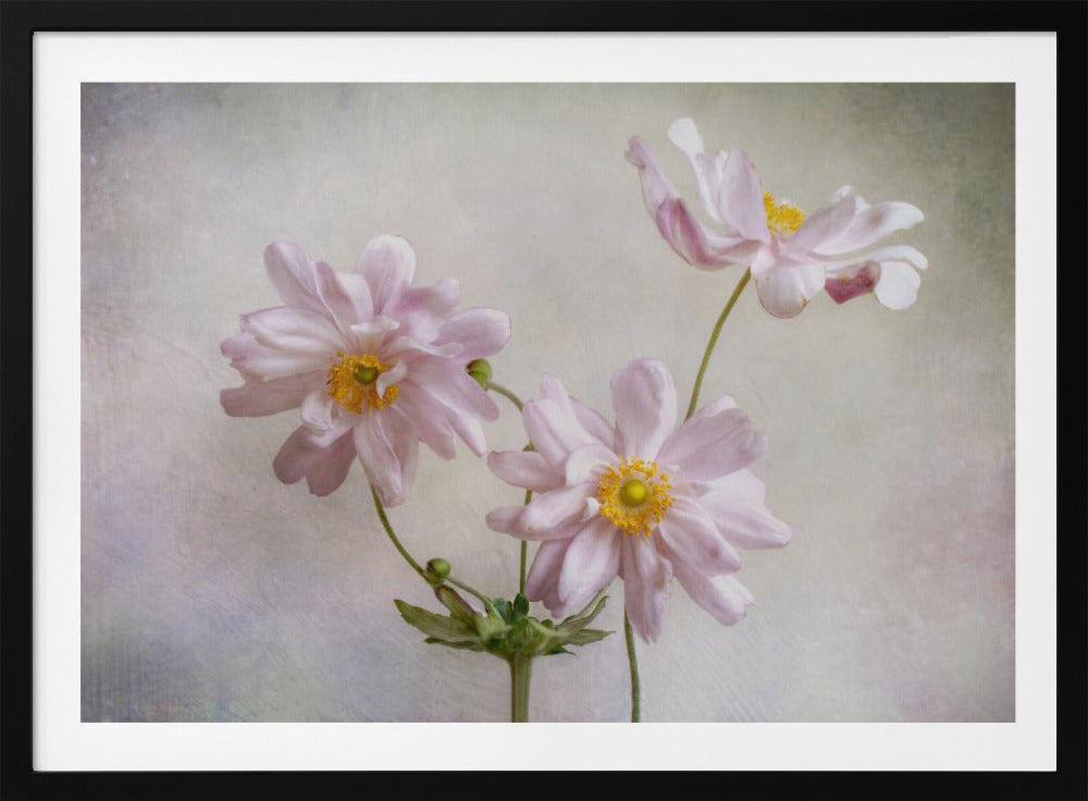 Anemonen | Poster