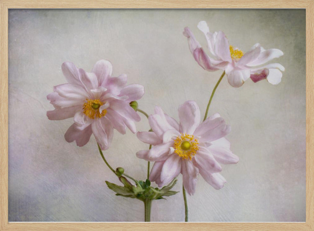 Anemonen | Poster