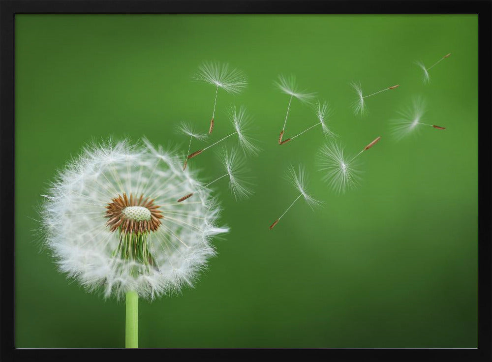 Pusteblume | Poster