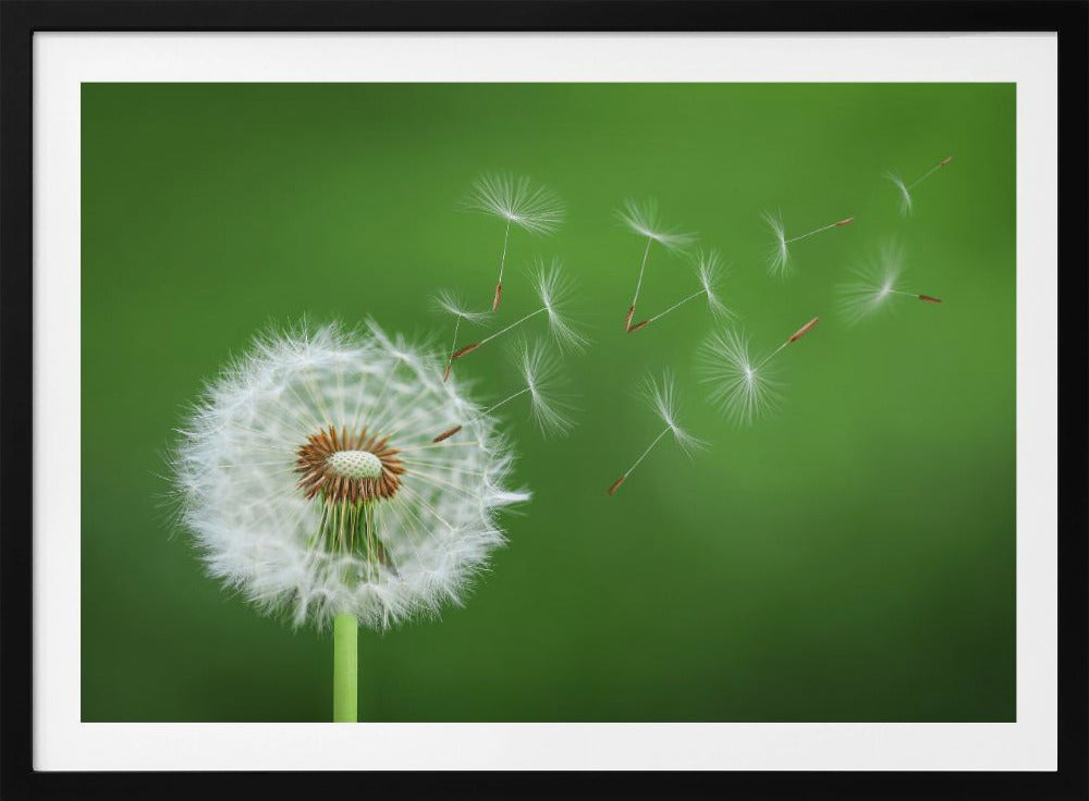 Pusteblume | Poster
