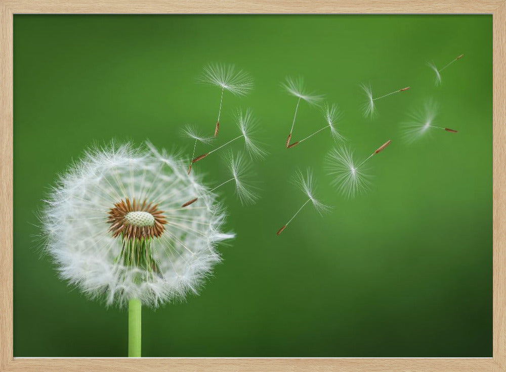 Pusteblume | Poster