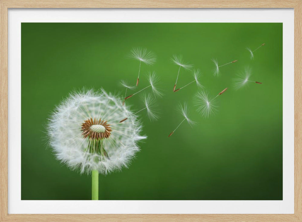 Pusteblume | Poster