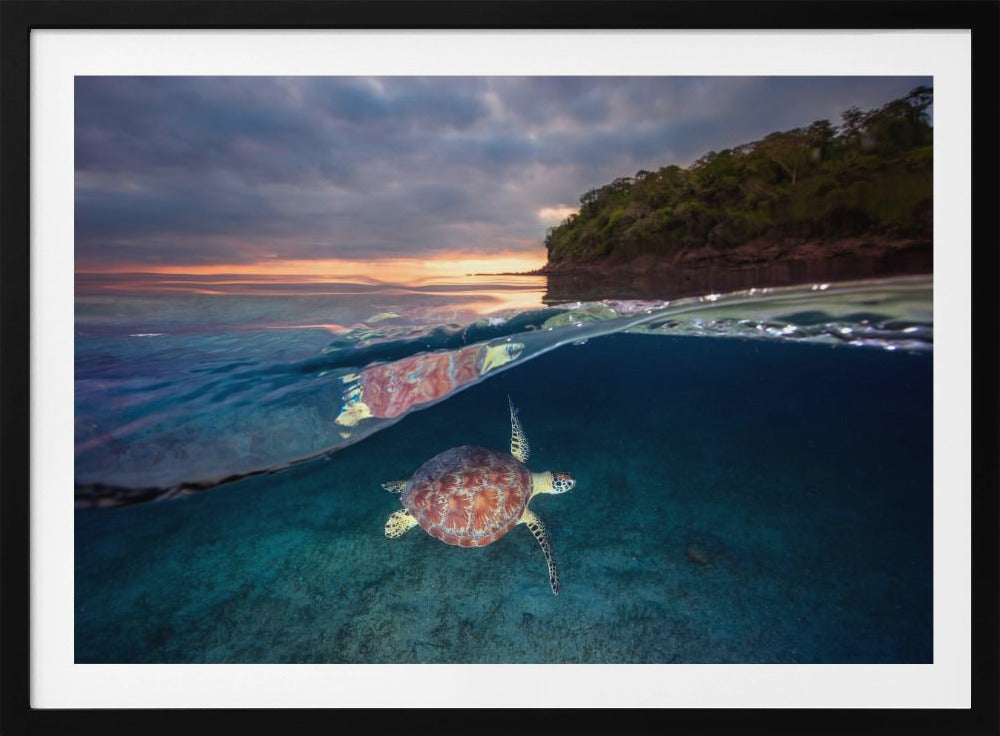 Grüne Schildkröte mit Sonnenuntergang | Poster
