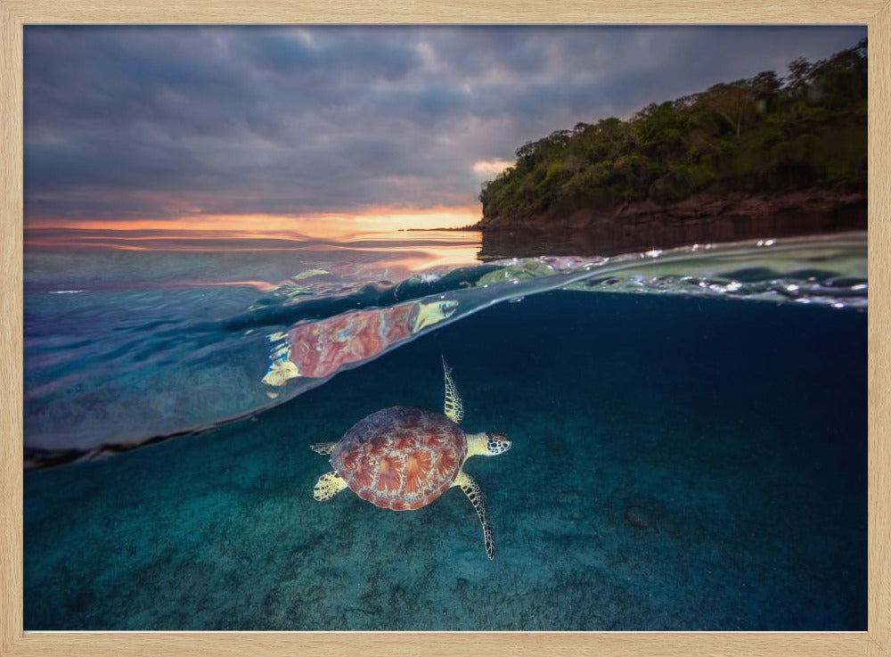 Grüne Schildkröte mit Sonnenuntergang | Poster