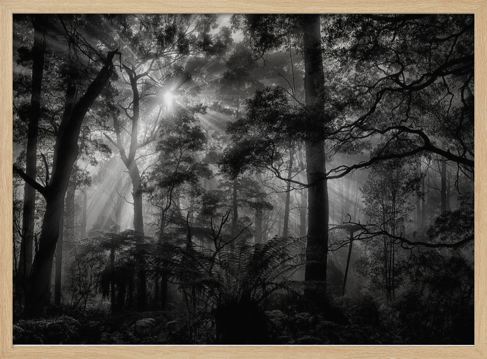 Primärwald | Poster