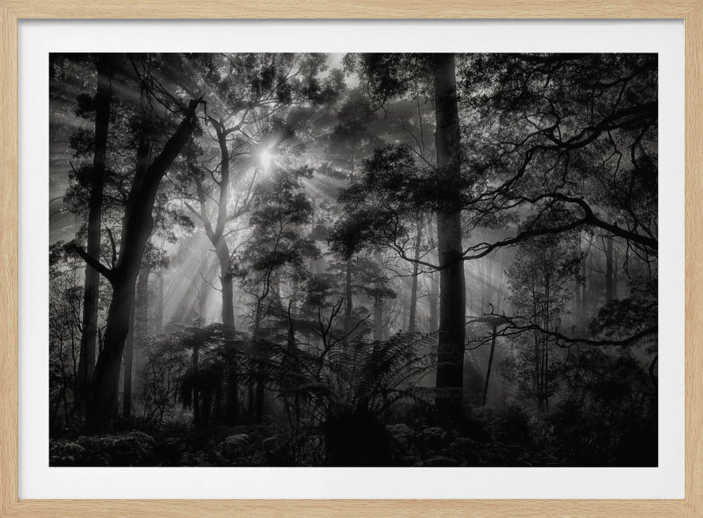 Primärwald | Poster
