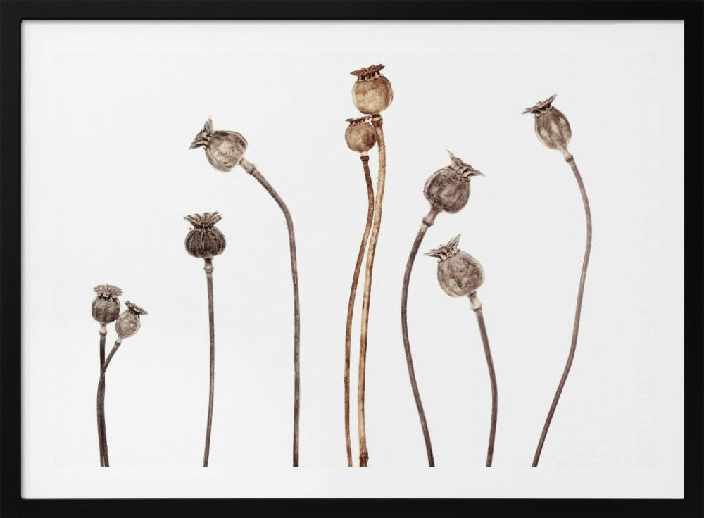 Mohnblumen | Poster