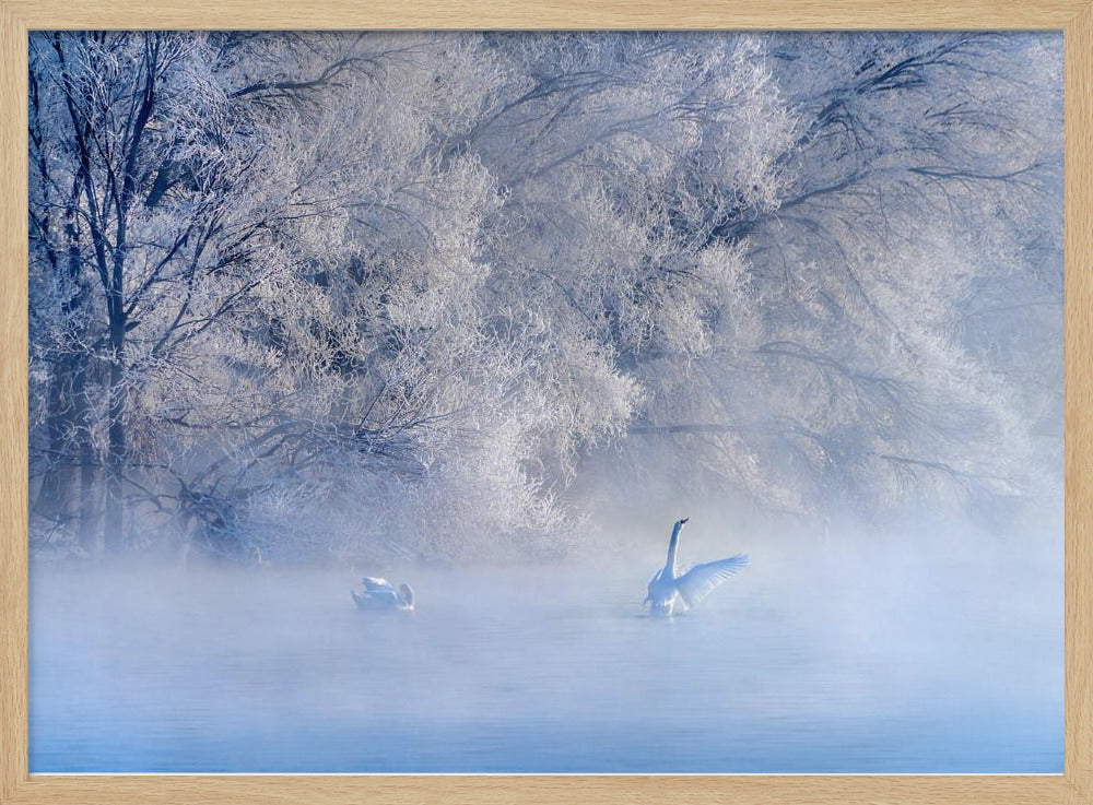 Schwanensee | Poster