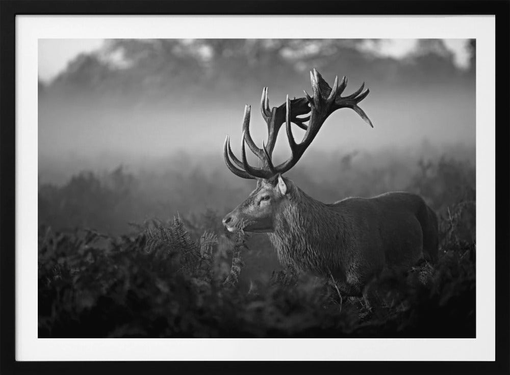 Sonniger Morgen | Poster