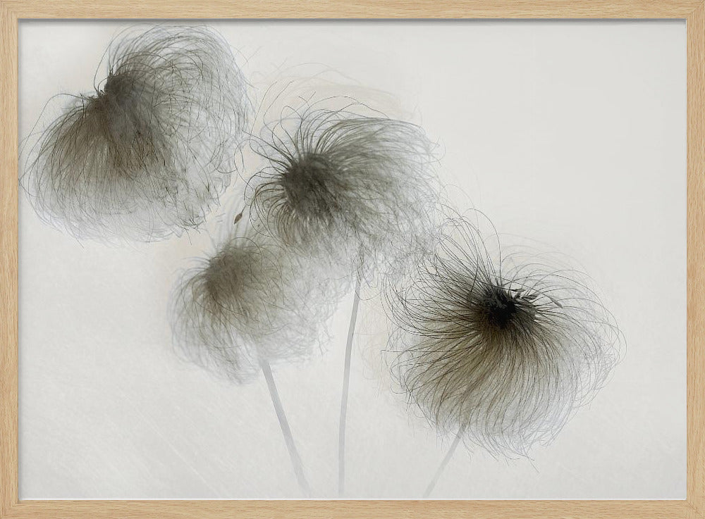 Clematis | Poster