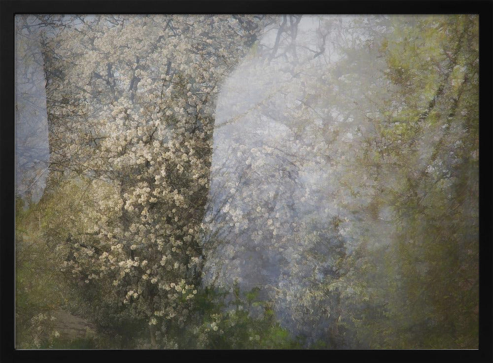 Blossom | Poster