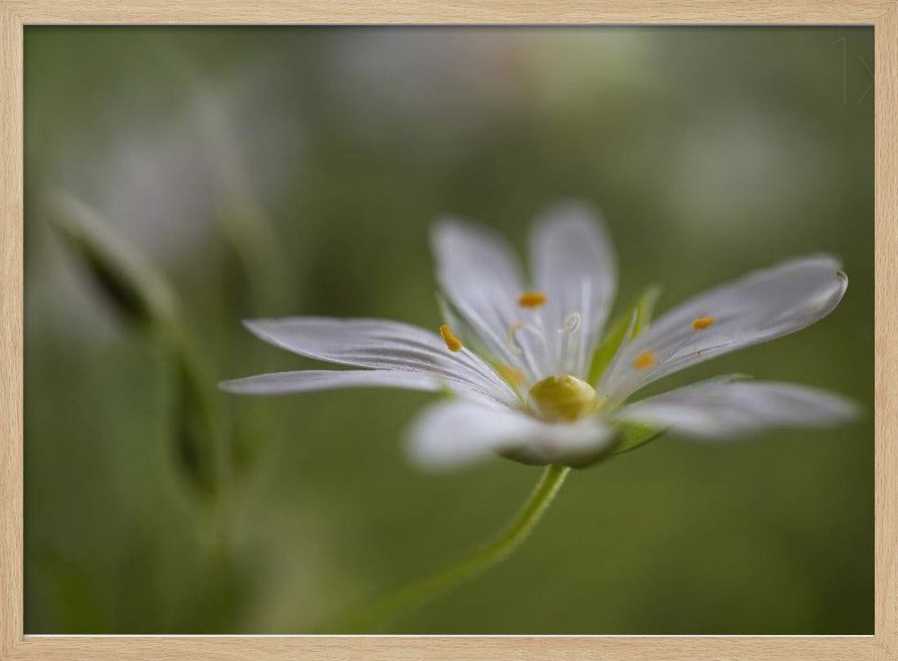 Stitchwort | Poster