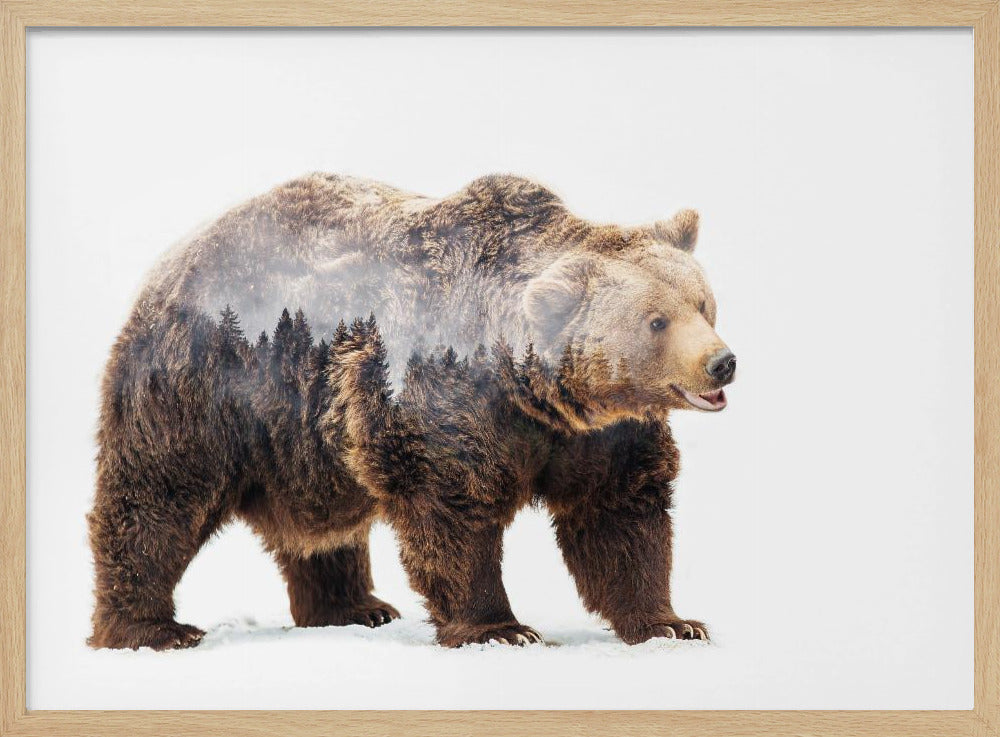 Bär | Poster