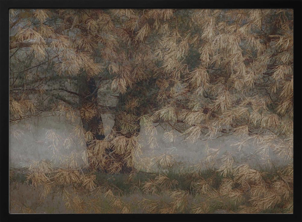 Kiefernbaum | Poster