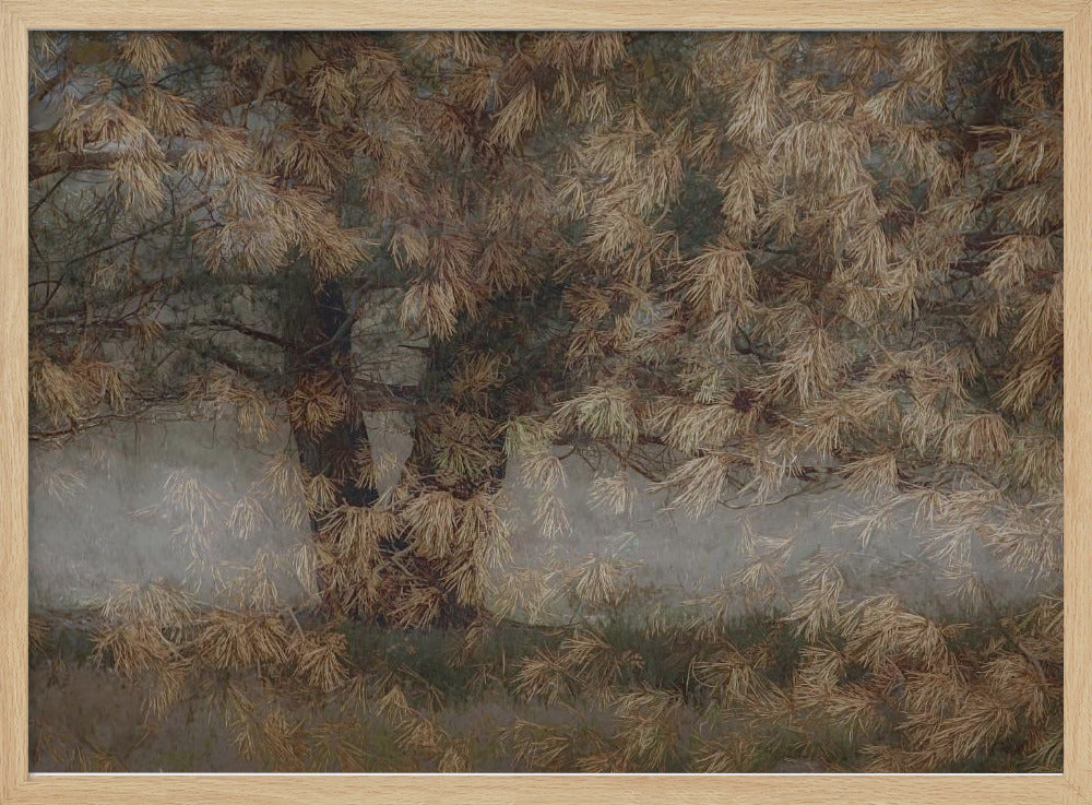 Pine tree | Poster