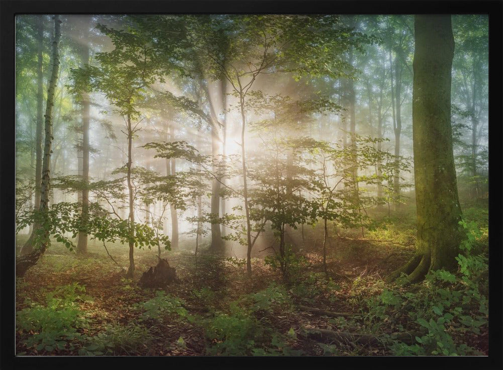 Morgensonne | Poster