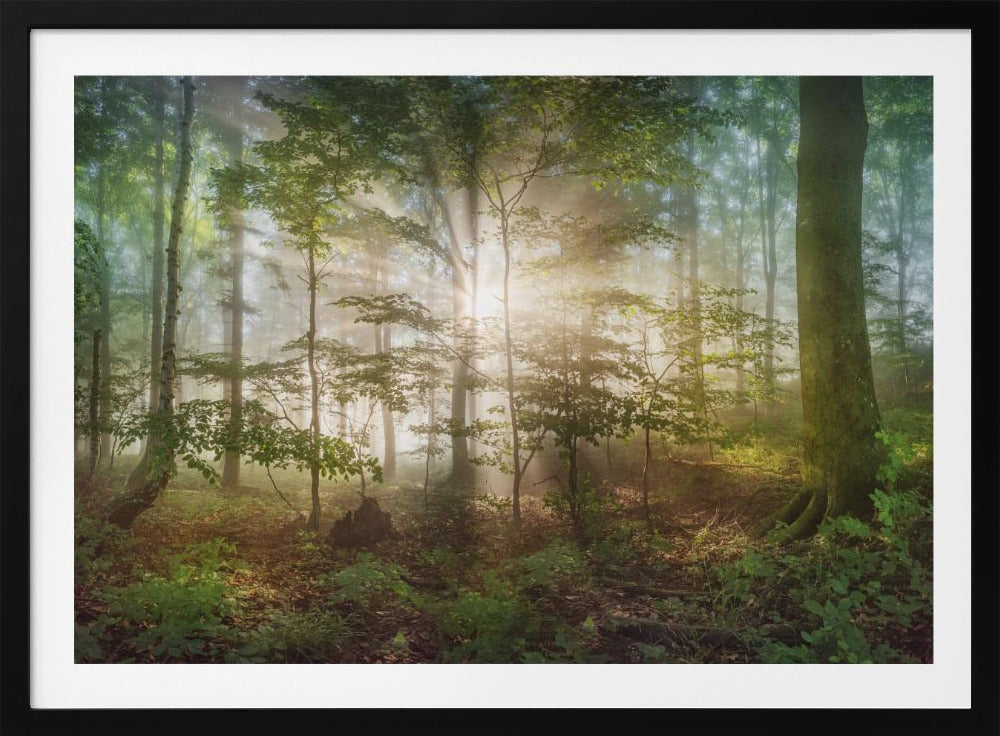 Morgensonne | Poster