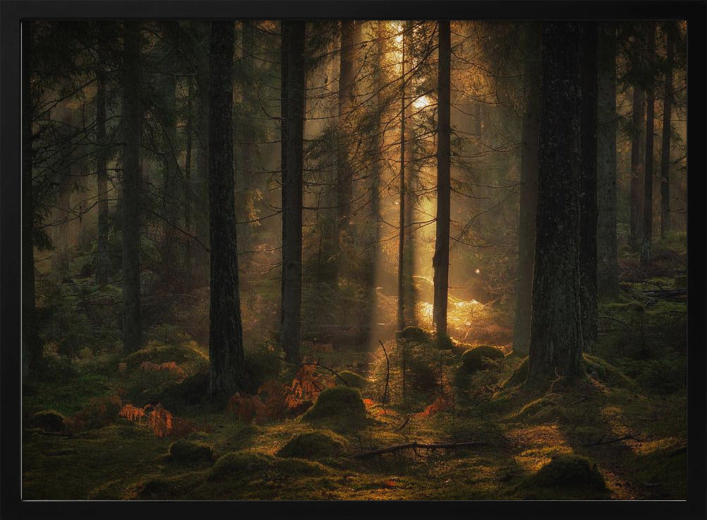 Das Licht im Wald | Poster